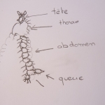 Des microscopes et de la résine